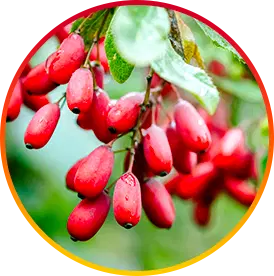 Berberine-Ingredients