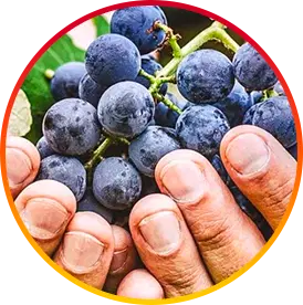 Resveratrol-Ingredients