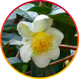 Camellia Sinensis-Ingredients