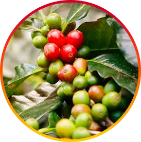 Chlorogenic Acid-Ingredients
